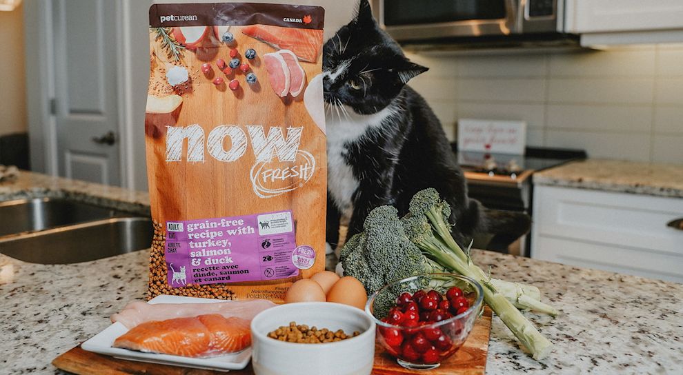 Cat smelling bag of Now Fresh kibble