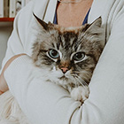 Woman holding blue-eyed cat