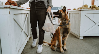 Dog with owner looking at potatoes at farmer's market