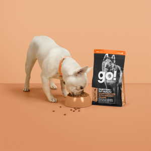 French Bulldog eating GO! SOLUTIONS DIGESTION + GUT HEALTH kibble