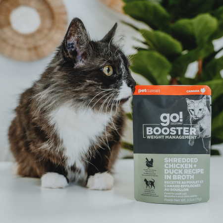 Cat with Go! Booster Weight Management Chicken + Duck cat food topper