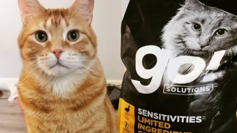 Ginger cat looking at camera in front of GO! SOLUTIONS kibble bag