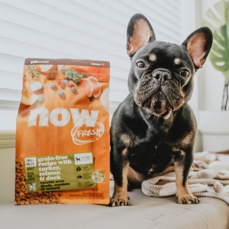 French Bulldog looking at camera sitting beside bag of NOW FRESH kibble