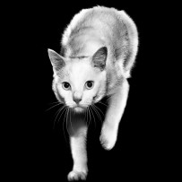 Black and white cat with one paw up