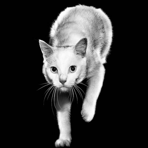 Black and white cat with one paw up