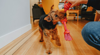 Welsh Terrier dog playing with rope toy