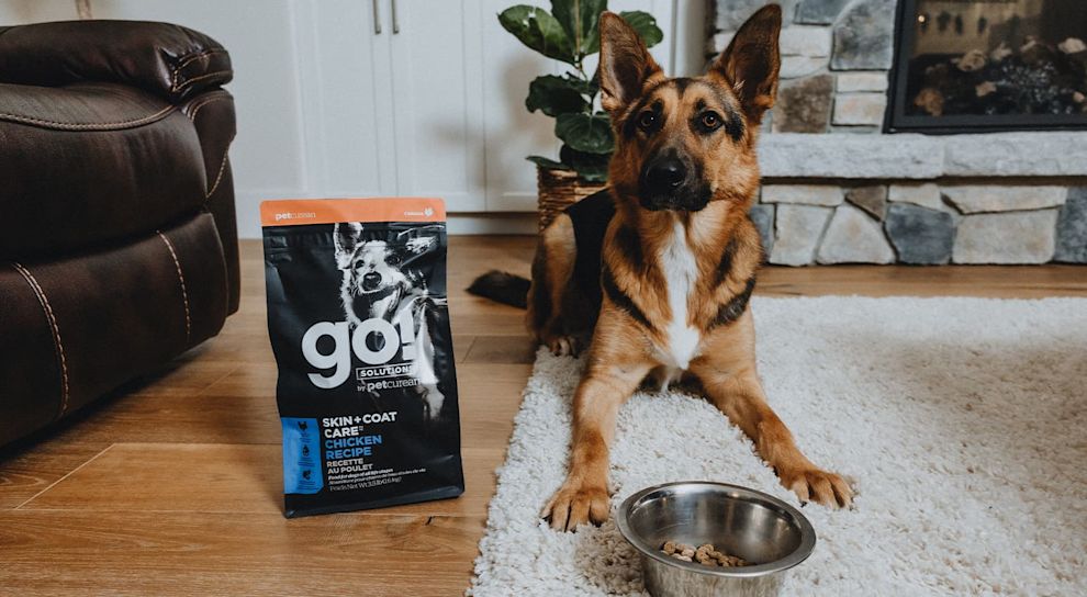 German Shepherd dog sitting in living room about to eat