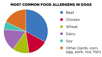 Pie chart of Most Common Food Allergens in Dogs