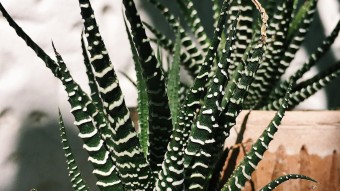 Zebra Cactus