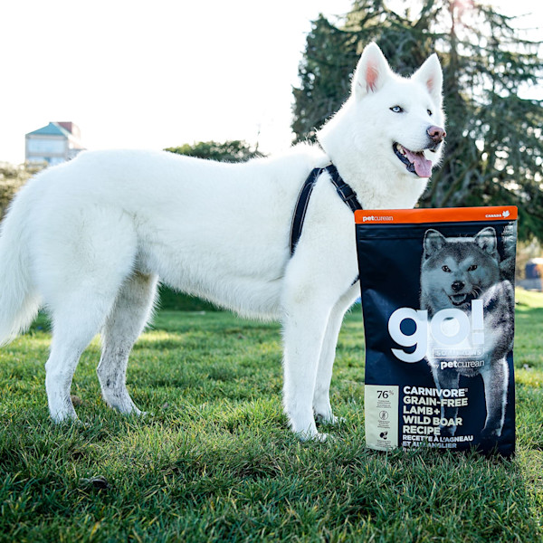 GO! Solutions Carnivore Grain-Free Lamb + Wild Boar Dry Dog Food