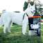 White Siberian Husky standing on grass with bag of GO! SOLUTIONS CARNIVORE Grain-Free Lamb + Wild Boar Recipe for Dogs