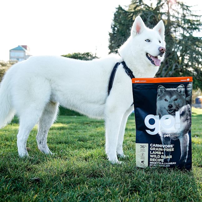 White Siberian Husky standing on grass with bag of GO! SOLUTIONS CARNIVORE Grain-Free Lamb + Wild Boar Recipe for Dogs