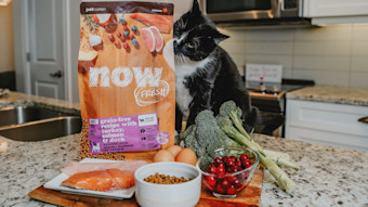 Cat on counter with fresh food and bag of Now Fresh kibble