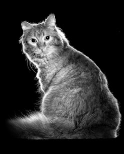 Fluffy cat looking over its shoulder in black and white