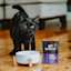 Black cat with bowl and Go! Solutions Booster Weight Management pouch
