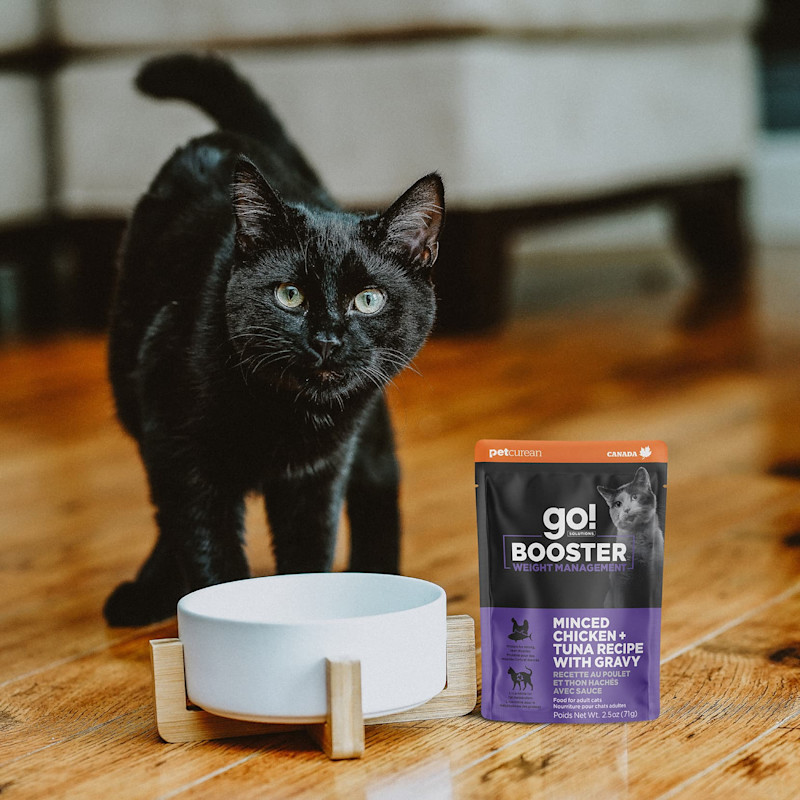 Black cat with bowl and Go! Solutions Booster Weight Management pouch