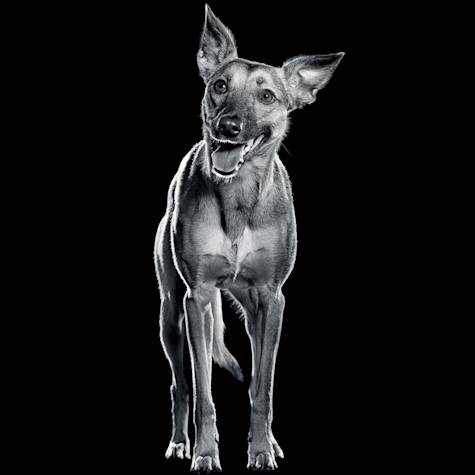 Black and white dog standing with mouth open