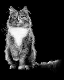 Fluffy cat with paw up in black and white