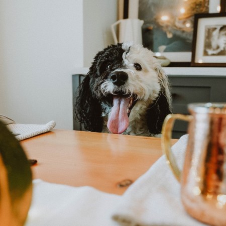 Dog with tongue out at table