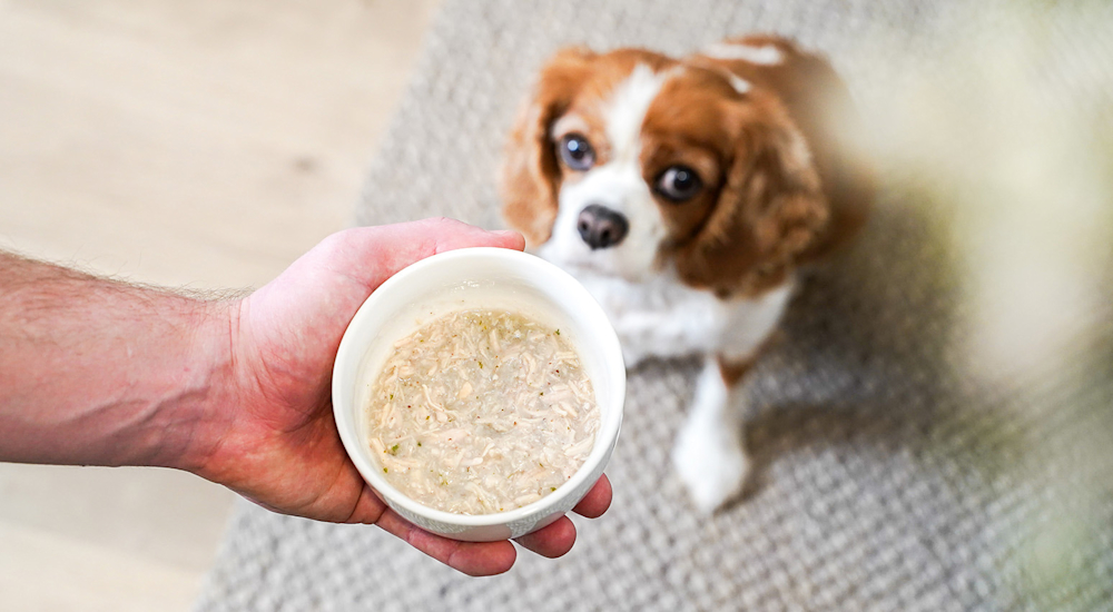 Bowl of shredded chicken wet dog food with dog in background
