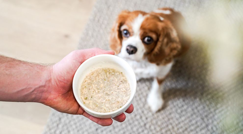 Bowl of shredded chicken wet dog food with dog in background