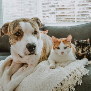 Dog and two cats sitting on couch together
