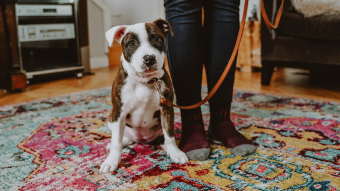 Puppy sitting on rug wearing a leash