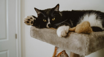 Black cat lounging on cat tree