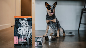Dog sitting in kitchen with Go! Solutions kibble and wet food