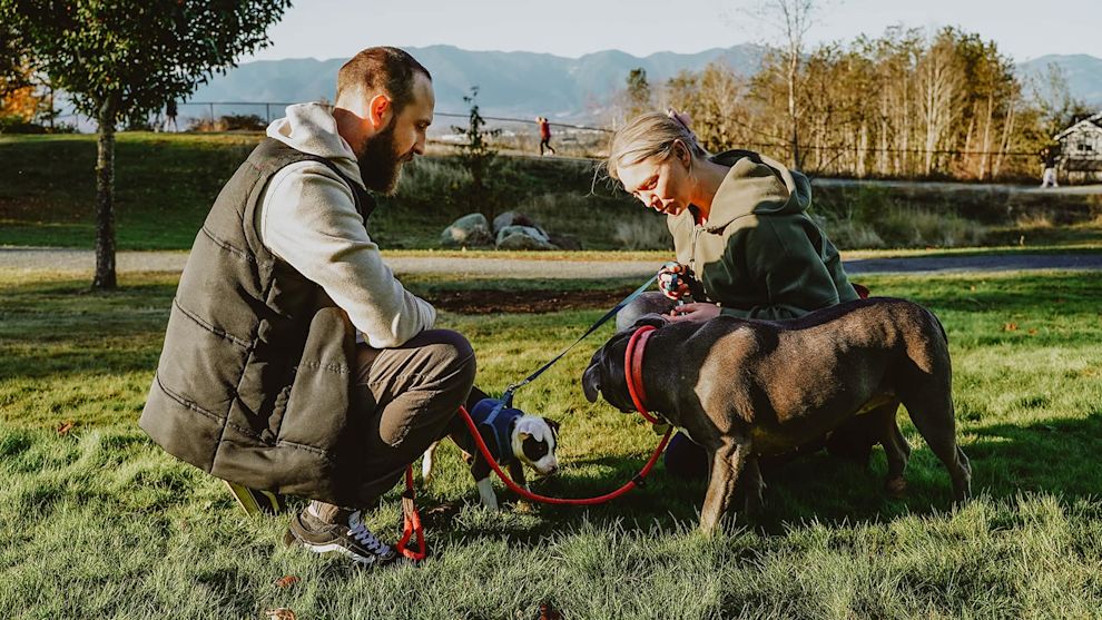 Puppy meeting dog on leashes at park