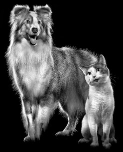 Collie dog and cat