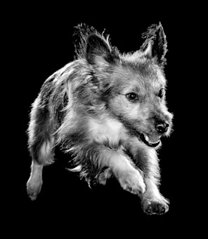 Black and white terrier jumping