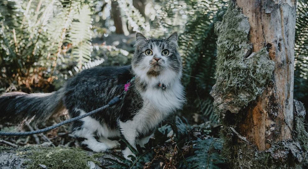 Fluffy cat outside on hike in forest while on leash