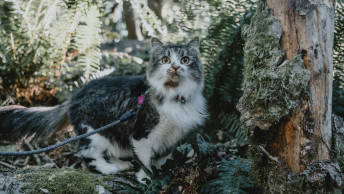 Fluffy cat outside on hike in forest while on leash