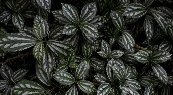 Dieffenbachia