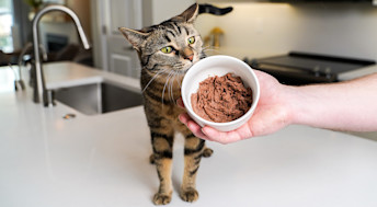 Cat sniffing at bowl of wet cat food