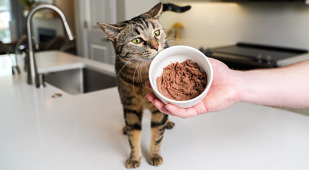 Cat sniffing at bowl of wet cat food