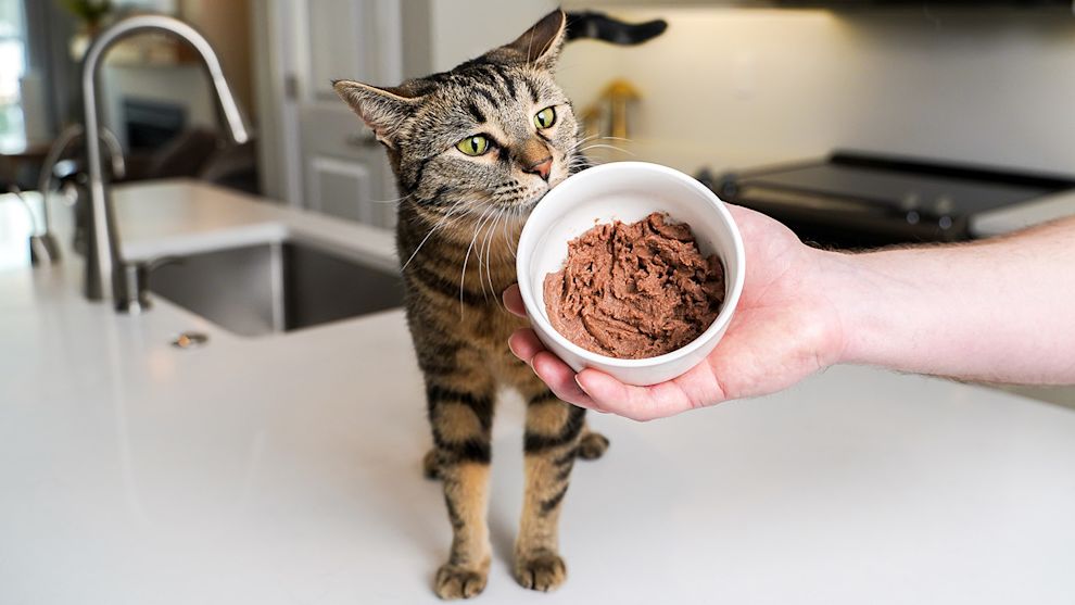 Why does my cat hate wet food?