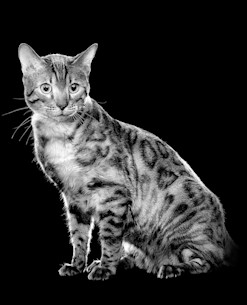 Bengal cat sitting in black and white