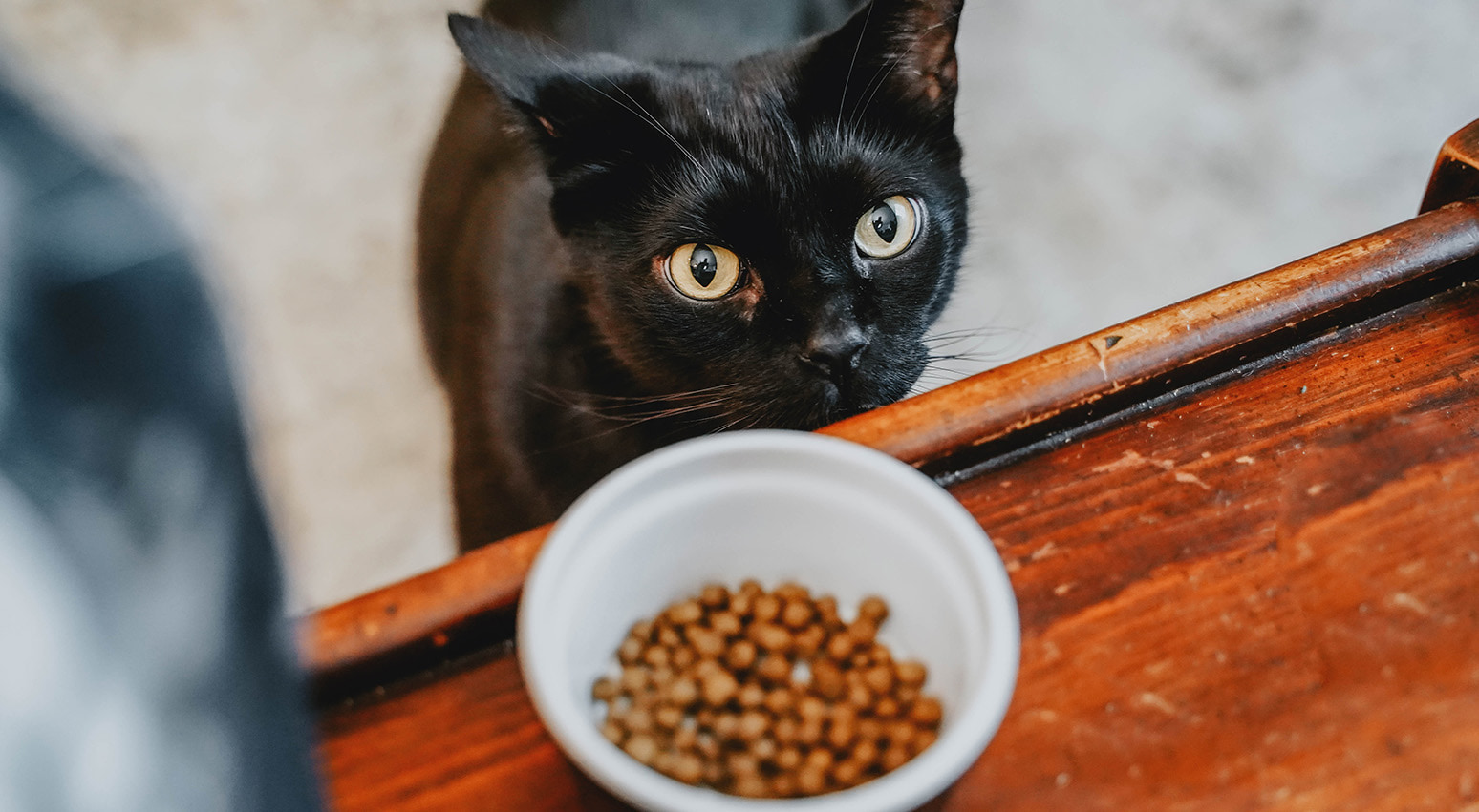 Build Your Cat s Bowl with Go Booster Food Toppers Go Solutions