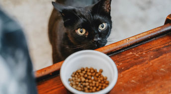 Black cat with bowl of kibble