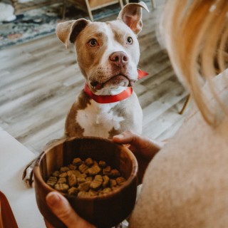 Pit bull dog waiting for bowl of kibble