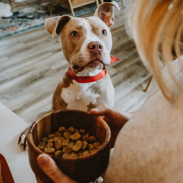 Pitbull dog waiting for bowl of kibble