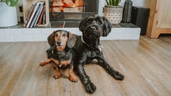 Two dogs sitting in front of fireplace