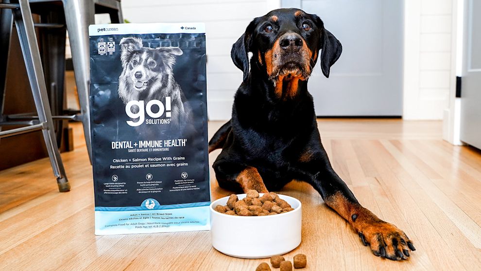 Doberman dog with bowl of Go! Solutions Dental + Immune Health kibble