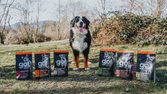 GO-SOLUTIONS-bernese-mountain-dog-outside-with-six-sensitivities-kibble-bags