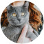 GO-SOLUTIONS-blog-grey-cat-with-yellow-eyes-looking-at-camera-in-pet-parents-arms