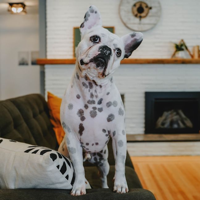 French Bulldog standing up on couch