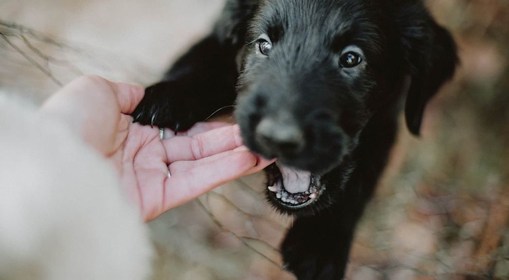 Black terrier puppy biting hand