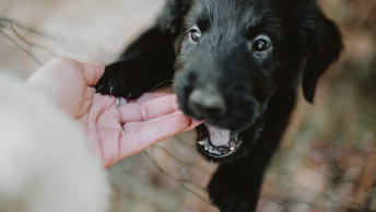 Black terrier puppy biting hand